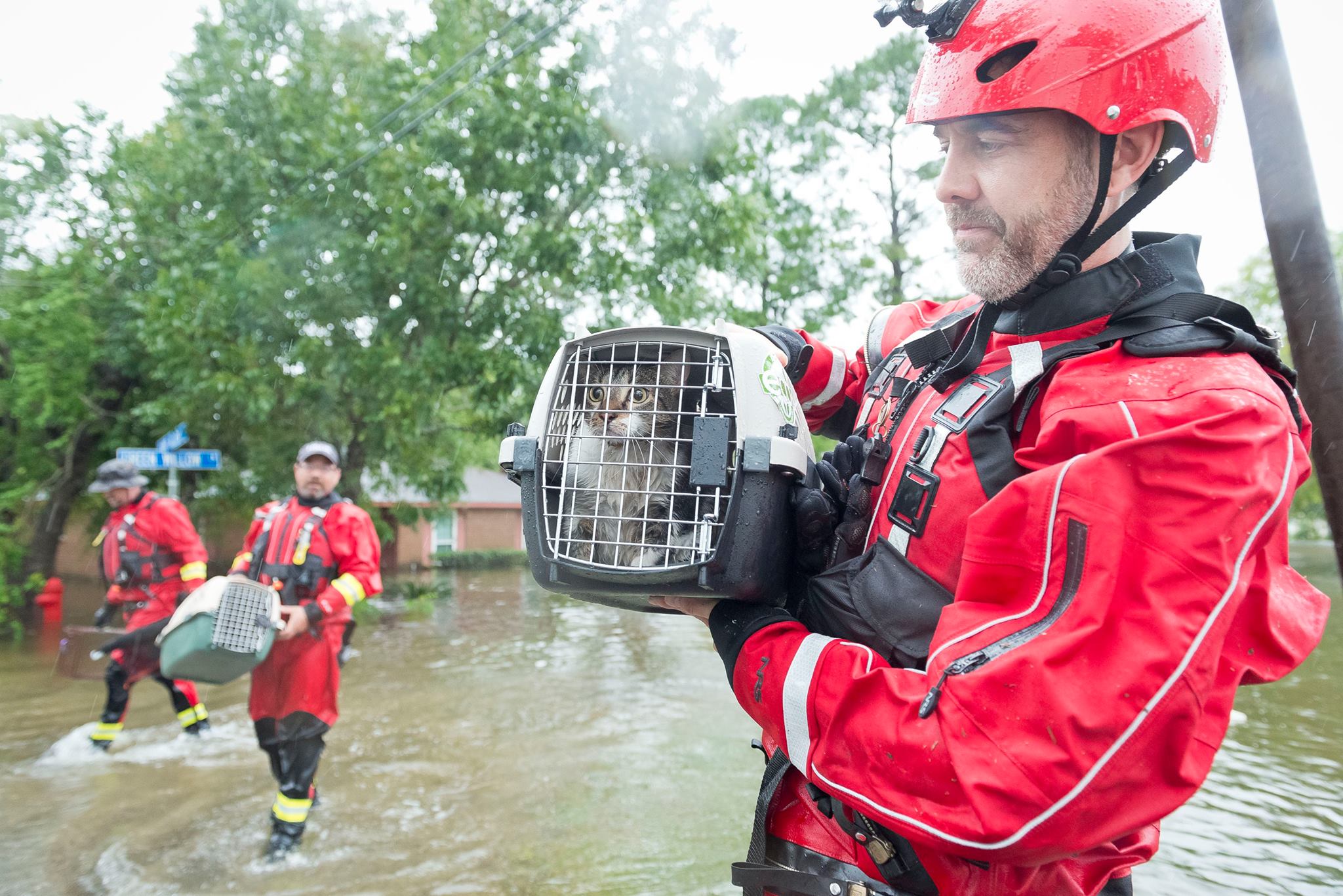 Help the Pets Affected by Recent Hurricanes