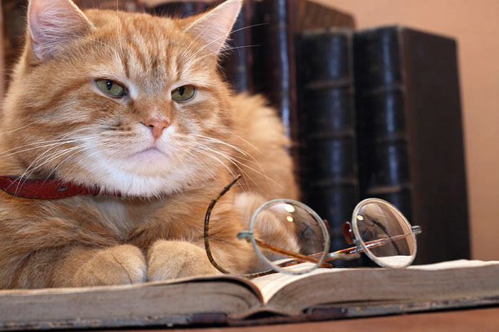 cat-author