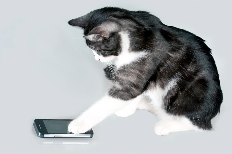 Cat doing landing page optimization work because thats what cats do