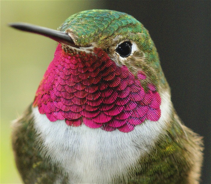Google's Hummingbird Information Symbolized By A Hummingbird Picture