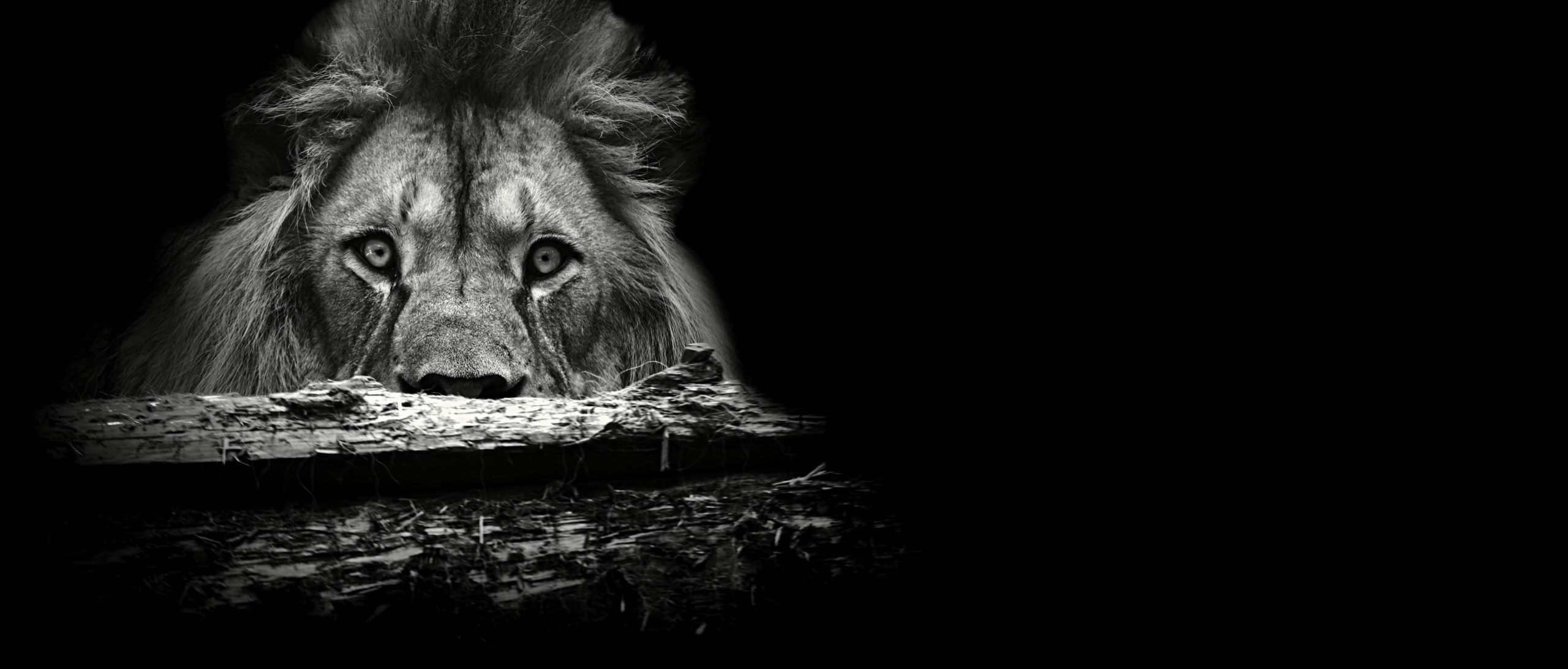 7 lessons from a leadership lion